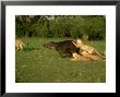 Lions, Panthera Leo Attacking Hippopotamus Masai Mara National Park, Kenya by Chris Knights Limited Edition Print