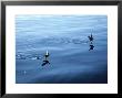 Wilsons Storm Petrel, Feeding, Ant. Peninsula by Rick Price Limited Edition Print