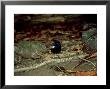 Seychelles Magpie Robin, Seychelles by Rick Price Limited Edition Print