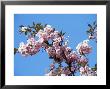 Blossom, Scotland by Iain Sarjeant Limited Edition Pricing Art Print