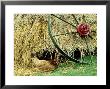 Old Farm Wheel And Hen, Orkney Islands, Scotland by Iain Sarjeant Limited Edition Print
