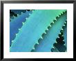 Cactus, Inverness, Scotland by Iain Sarjeant Limited Edition Pricing Art Print
