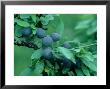 Sloe, Ripe Fruits Oxon, Uk by Tim Shepherd Limited Edition Pricing Art Print