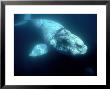 Southern Right Whale by Gerard Soury Limited Edition Pricing Art Print