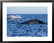 Humpback Whales, Mother And Calf Swimming, Ak, Usa by Gerard Soury Limited Edition Print