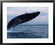 Humpback Whale, Breaching, Puerto Vallarta by Gerard Soury Limited Edition Print