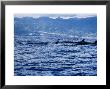 Sei Whale, Group At Surface, Azores, Portugal by Gerard Soury Limited Edition Print