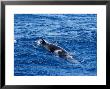 Minke Whale, Breathing, Queensland by Gerard Soury Limited Edition Print