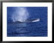 Fin Whale, Breathing, France by Gerard Soury Limited Edition Print