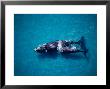 Southern Right Whale, Mother And Calf, Valdes Penins by Gerard Soury Limited Edition Print