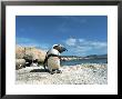 Penguins, Cape Town, South Africa by Jacob Halaska Limited Edition Print