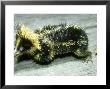 Yellow Streaked Tenrec, Madagascar by David Haring Limited Edition Print