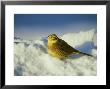 Yellowhammer, Emberiza Citrinella Male Perched In Snow Str Athspey, Scotland by Mark Hamblin Limited Edition Print