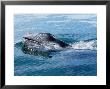 Grey Whale, Porpoising, Mexico by Gerard Soury Limited Edition Print