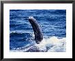 Humpback Whale, Pectoral Fin, Sea Of Cortez by Gerard Soury Limited Edition Print