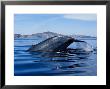 Blue Whale, Raising Fluke, Sea Of Cortez by Gerard Soury Limited Edition Print