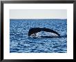 Bowhead Whale, About To Dive, Nunavut, Canada by Gerard Soury Limited Edition Print