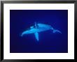 Humpback Whale, Underwater, Polynesia by Gerard Soury Limited Edition Print