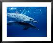 Atlantic Spotted Dolphins, Swimming, Bahamas by Gerard Soury Limited Edition Print