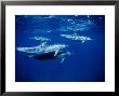 Long-Snouted Spinner Dolphin, Under Surface, Brazil by Gerard Soury Limited Edition Print