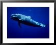 Short-Finned Pilot Whales, Tenerife by Gerard Soury Limited Edition Print