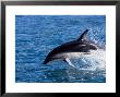Dusky Dolphin, Leaping, New Zealand by Gerard Soury Limited Edition Pricing Art Print