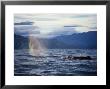 Sperm Whale, Breathing, New Zealand by Gerard Soury Limited Edition Print