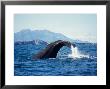 Sperm Whale, Raising Flukes, New Zealand by Gerard Soury Limited Edition Print