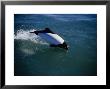 Commersons Dolphin, Porpoising, Argentina by Gerard Soury Limited Edition Print