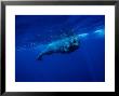 Sperm Whale, Juvenile, Portugal by Gerard Soury Limited Edition Print