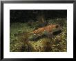 Rat Fish, Swimming, Bc, Canada by Gerard Soury Limited Edition Print