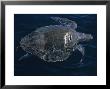 Black Turtle, Injured By Boat, Mexico by Gerard Soury Limited Edition Print