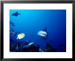 Silvertip Shark, Swimming, Polynesia by Gerard Soury Limited Edition Print