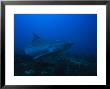 Tiger Shark, Swimming, South Africa by Gerard Soury Limited Edition Pricing Art Print