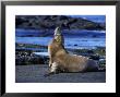 Californian Sea Lion, Adult, Pacific by Gerard Soury Limited Edition Print
