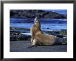 Californian Sea Lion, Adult, Pacific by Gerard Soury Limited Edition Pricing Art Print