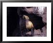 Californian Sea Lion, Injured Female, Baja California by Gerard Soury Limited Edition Pricing Art Print