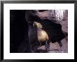 Californian Sea Lion, Injured Female, Baja California by Gerard Soury Limited Edition Print