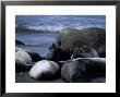 Southern Elephant Seal, Group, Argentina by Gerard Soury Limited Edition Pricing Art Print