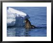 Walrus, Pair Near Ice Floe, Canada by Gerard Soury Limited Edition Print