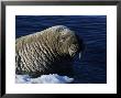 Walrus, Baffin Island, Canada by Gerard Soury Limited Edition Print