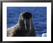 Walrus, Basking, Canada by Gerard Soury Limited Edition Print