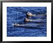 Steller Sea Lion, Three Swimming, Usa by Gerard Soury Limited Edition Print