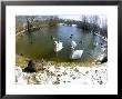 Coypu Or Nutria, Lakeside With Swans, France by Gerard Soury Limited Edition Print