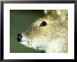 Chinese Water Deer, Buck, Uk by Les Stocker Limited Edition Print