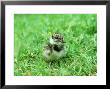 Lapwing, Young, England, Uk by Les Stocker Limited Edition Print