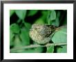 Cirl Bunting, Female, England, Uk by Les Stocker Limited Edition Print