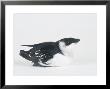 Little Auk, Alle Alle by Les Stocker Limited Edition Pricing Art Print