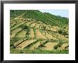 Hillside Terracing, China by David Tipling Limited Edition Print