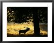 Red Deer, Stag Calling At Dawn, Uk by David Tipling Limited Edition Print